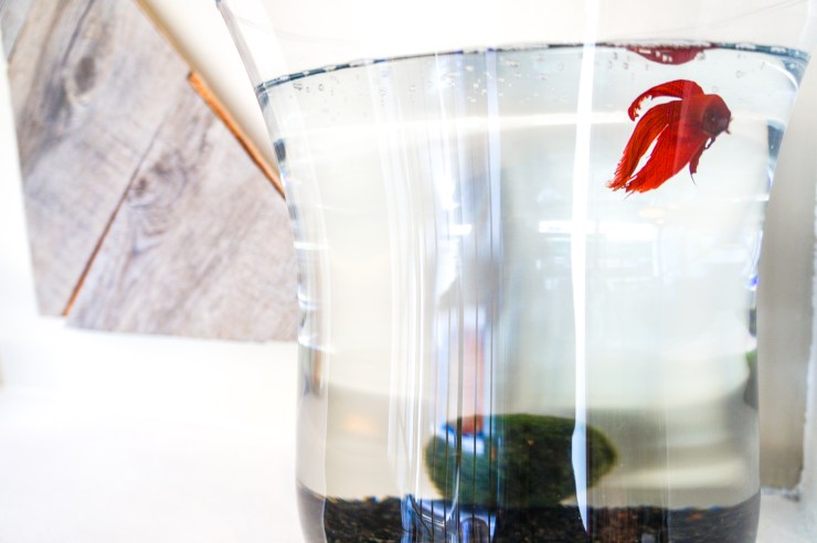 hotel-korner-paris-my-parisienne-walkways-all-rights-reserved-35